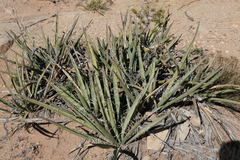 Yucca baccata