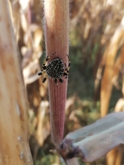 Neoscona orizabensis