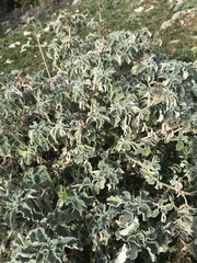 Marrubium