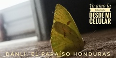 Phoebis philea