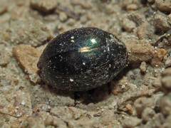 Byrrhidae