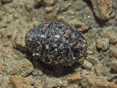 Byrrhidae