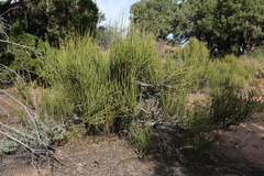 Ephedra viridis