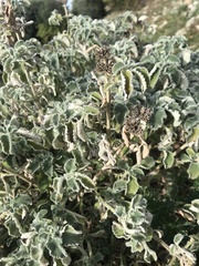 Marrubium
