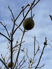 Andricus quercuscalifornicus