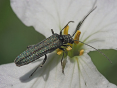 Oedemera