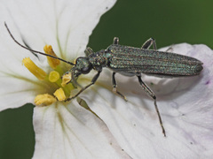 Oedemera