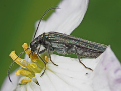 Oedemera