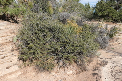 Cercocarpus intricatus