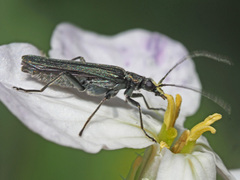 Oedemera