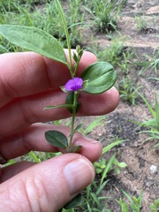 Polygala serpentaria