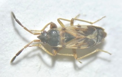 Scolopostethus