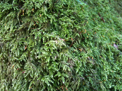 Pseudisothecium cristatum