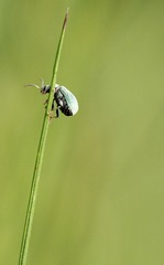 Phyllobius roboretanus