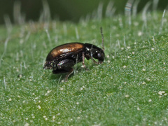 Longitarsus symphyti