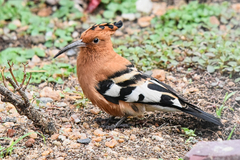 Upupa epops africana