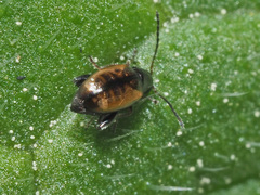 Longitarsus symphyti