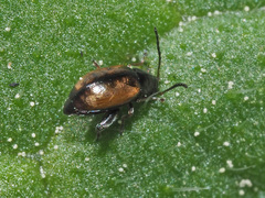 Longitarsus symphyti