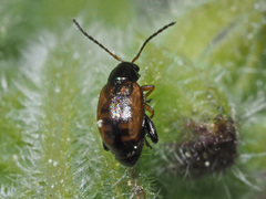 Longitarsus symphyti