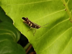 Catantopinae