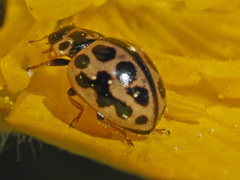 Tytthaspis sedecimpunctata