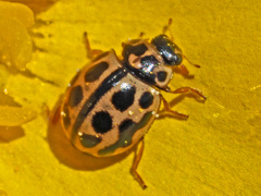 Tytthaspis sedecimpunctata