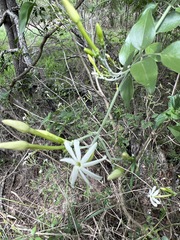 Jasminum fluminense