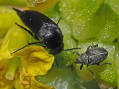 Mordellinae