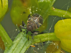 Ceutorhynchus typhae