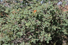 Quercus turbinella