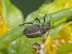 Ceutorhynchus typhae