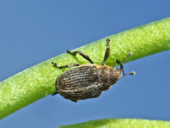 Ceutorhynchus typhae