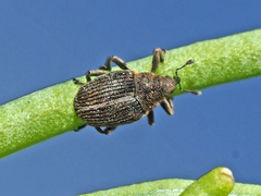 Ceutorhynchus typhae