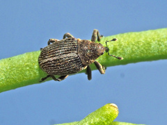 Ceutorhynchus typhae