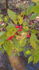 Ilex