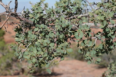Quercus turbinella