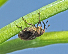 Ceutorhynchus typhae