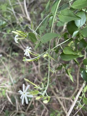 Jasminum fluminense