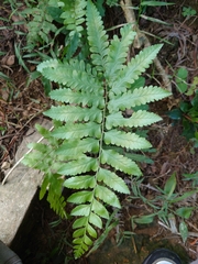 Microlepia marginata bipinnata