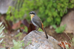 Cossypha caffra caffra