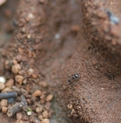 Pheidole sykesii