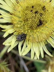 Oxythyrea