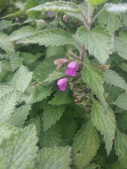 Ballota nigra