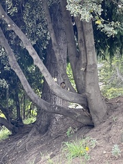 Turdus falcklandii