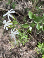 Jasminum fluminense