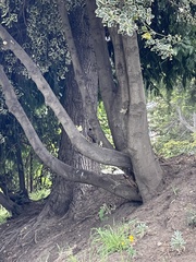 Turdus falcklandii