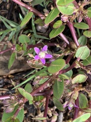 Raphionacme hirsuta
