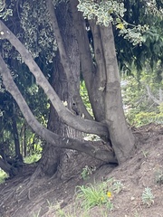 Turdus falcklandii