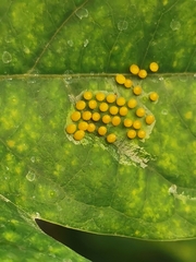 Edessa rufomarginata