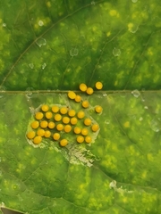 Edessa rufomarginata